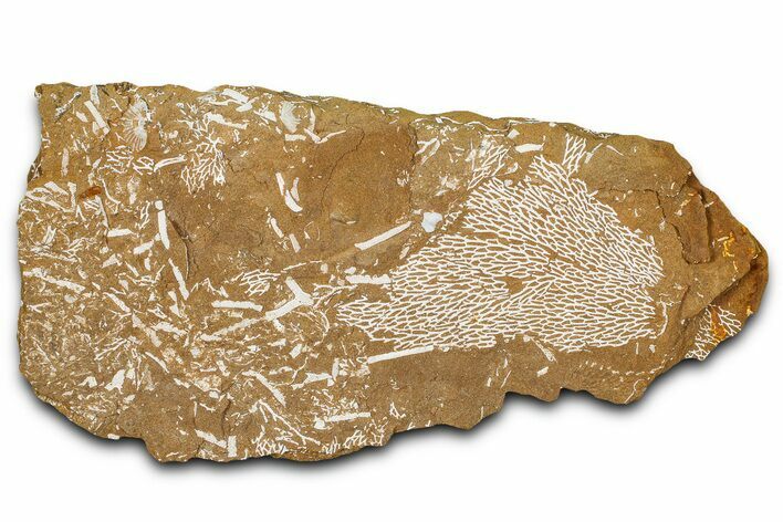 Ordovician Kukersite Oil Shale with Bryozoan Fossils - Russia #368956
